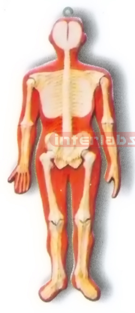 HITCH-HANGING, HUMAN SKELETAL NERVES SYSTEM MODEL